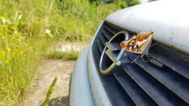 Grote weerschijnvlinder kom je op de gekste plekken tegen