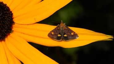 Wonderlijk De Vlinderstichting | Planten voor vlinders XP-65