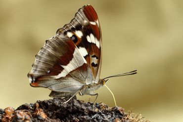 Een ontmoeting met de grote weerschijnvlinder is altijd bijzonder!