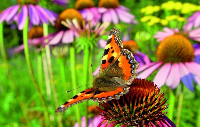 Onwijs De Vlinderstichting | Planten voor vlinders GI-07