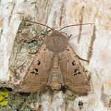 Vlindersoorten nederland Vlindersoorten nederland