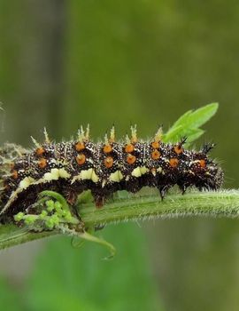 Vlinder Atalanta Vanessa Atalanta Foto S Rups De Vlinderstichting