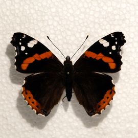 de vlinderstichting vlinder atalanta vanessa atalanta vlinder atalanta vanessa atalanta