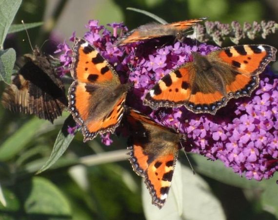 Welp De Vlinderstichting | Planten voor vlinders AG-25
