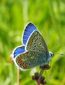 De Vlinderstichting | Vlinder: Icarusblauwtje / Polyommatus Icarus ...